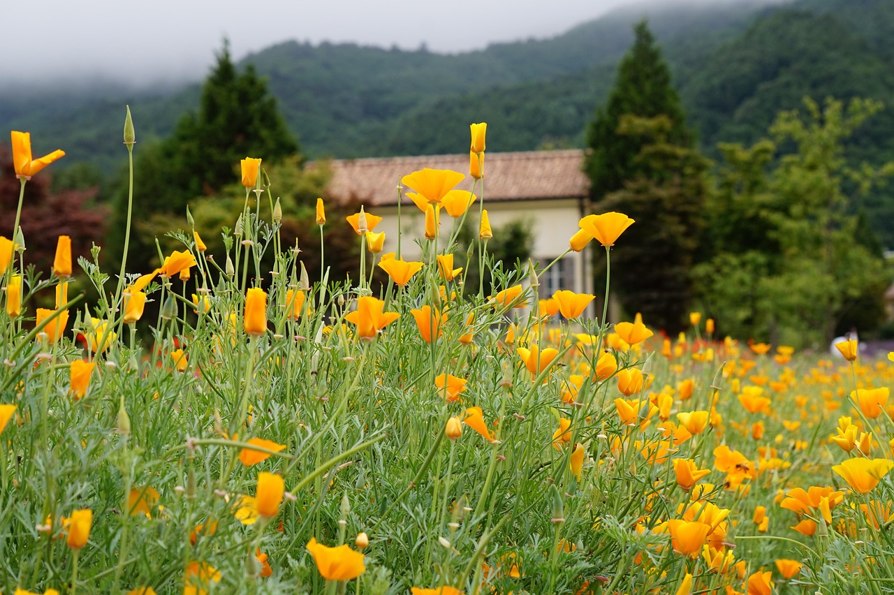 星美通信实名账号:大张同城app详情下载教程